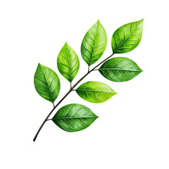 Naklejka premium Lush Branch of Life: A detailed, vibrant depiction of a fresh, verdant branch, adorned with bright green leaves, radiates a sense of nature's vitality.