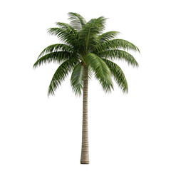 Obraz premium Solitary Palm in Paradise: Standing tall, a solitary palm tree evokes tropical serenity, with its textured trunk and verdant fronds reaching skyward, embodying a sense of peace and natural beauty.
