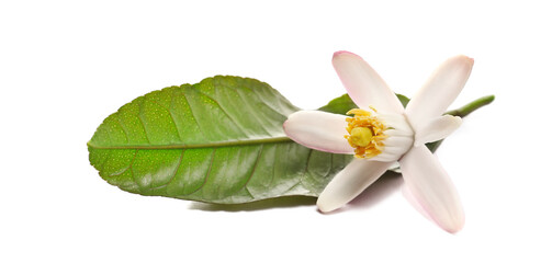 Lemon flower with green leaf isolated on white background