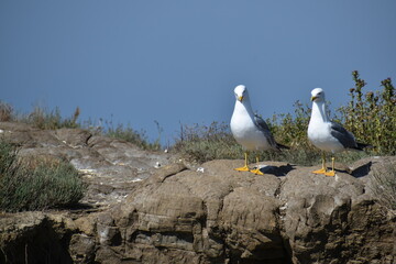 seagulls on the beach