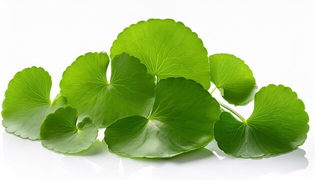 close up centella asiatica leaves isolated on white background