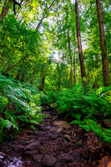 Cubo de la Galga, La Palma, Canary Islands