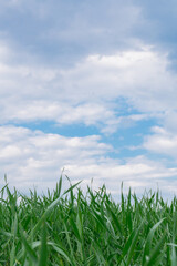Obraz premium A low-angle view of vibrant green grass gently blending into a bright blue sky. A minimalist and airy composition highlighting the harmony of nature and its calming presence.