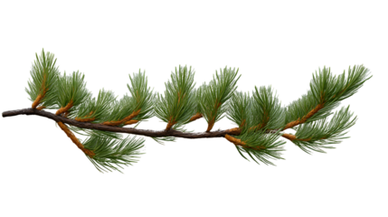 Evergreen Branch with Vibrant Pine Needles Isolated on Black Background for Design and Nature T