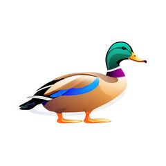 Obraz premium Title Mallard duck. Suitable for nature and wildlife magazines, blogs, presentations, or educational materials requiring highquality images of ducks.