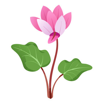 recommend clip art: Cyclamen flower illustration pink petals green leaves floral design botanical art blossom bloom nature plant