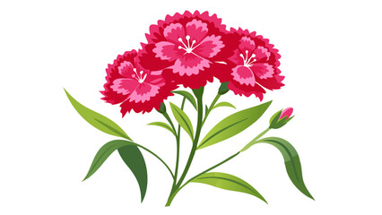 Beautiful carnation flowers blooming with green leaves floral arrangement vector illustration art 90