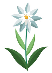 Edelweiss flower vector illustration alpine flower symbol of purity and immortality art design