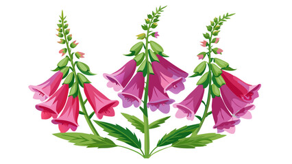 Digitalis purpurea flowers illustration foxglove plant floral design botanical art drawing vector © IsratJahan