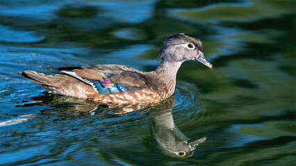 A striking female Wood Duck (Aix sponsa) skims the surface of a still pond creating a nearly perfect mirror reflection