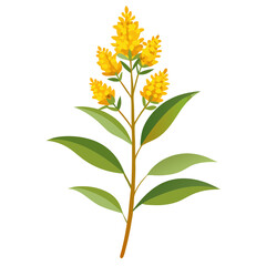 Illustration of goldenrod flower solidago plant with green leaves botanical nature drawing art