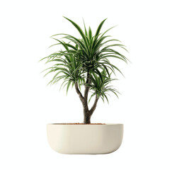 Obraz premium Dracaena Marginata in Modern White Pot Against Vibrant Cyan Transparent background