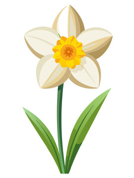white daffodil flower with yellow center clip art preview