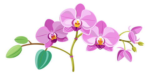 Beautiful pink orchid flower floral design vector illustration botanical garden bloom plant blossom nature art