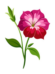 Beautiful petunia flower illustration vector graphic design floral blossom bloom botanical art drawing
