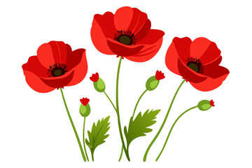 Obraz premium Beautiful red poppy flowers illustration with leaves floral design flower spring summer bloom art