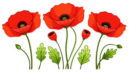 Beautiful red poppy flowers illustration, floral design element, poppy flower drawing, floral art vector