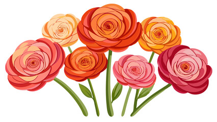 Beautiful ranunculus flowers floral arrangement bouquet blossom bloom petal spring summer garden art design illustration vector