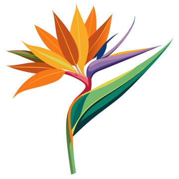 Illustration of a bird of paradise flower, tropical floral design, exotic plant, botanical art, flora