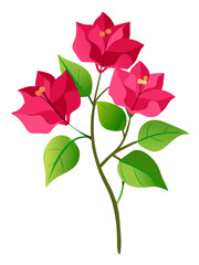 Bougainvillea flower vector illustration with floral design elements and botanical plant art for spring season