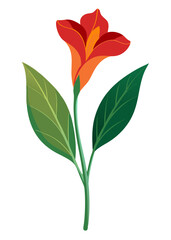Illustration of a red canna lily flower with green leaves botanical art floral design element nature plant