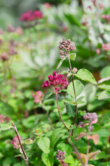 Fresh Oregano Plant with Blooming Purple Flowers