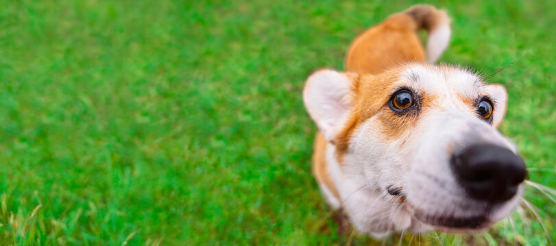 Corgi Sniffing Camera Lens On Green Grass background