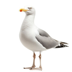 Fototapeta premium Seagull in Focus: A stunning portrait of a seagull standing tall, showcasing its pristine plumage, bright yellow beak, and piercing gaze, all captured in exceptional detail.