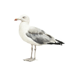Obraz premium Seagull illustration: A detailed illustration of a seagull, standing on a white background. The seagull is predominantly white with grey wings and a yellow beak.