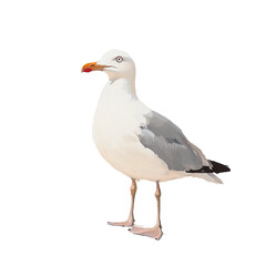 Seagull Profile: A detailed portrait of a seagull standing against a bright backdrop, showcasing its striking features and serene demeanor.