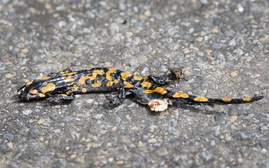 Dead animal on the road. Threatened amphibian Salamandra salamandra aka fire salamander.