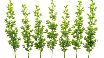 Obraz premium Green Stems with Lush Foliage Ideal for Spring and Summer Designs