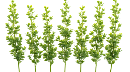 Green Stems with Lush Foliage Ideal for Spring and Summer Designs