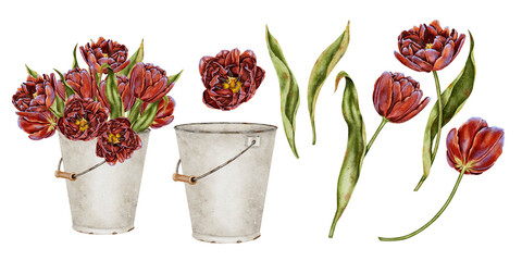 Red flowers tulips with green leaves bouquet in white metal bucket set. Watercolor illustration in realistic style for invitations, certificates, printing on cosmetics packaging, perfumes, typography © Mea_ta 