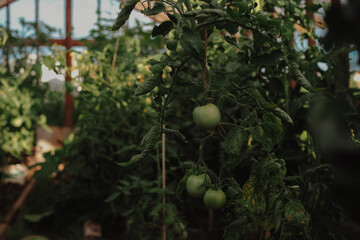 Greenhouse tomato plants