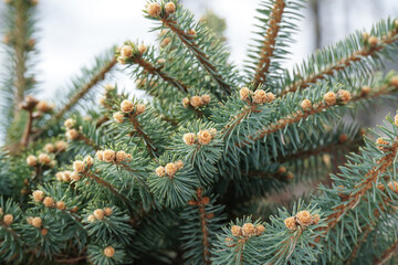 New growth on conifer branches in Tallinn, Estonia during springtime in April 2025
