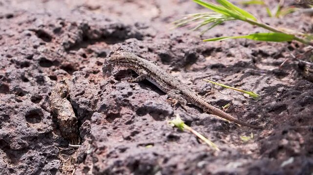 Side-Blotched Lizard doing push-ups before walking away  in the Idaho wilderness.