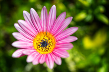 Obraz premium Rosa Kapkörbchen als dekorative Zierpflanze im eigenen Garten