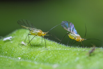Tuliptree Aphids on a green leaf.