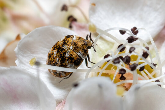 A Varied Carpet Beetle&nbsp;enjoying it's time in the white blooms.