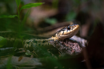 An Eastern Garter Snake enjoys a bright spot in the forest.