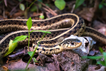 An Eastern Garter Snake suns itself in the forest.