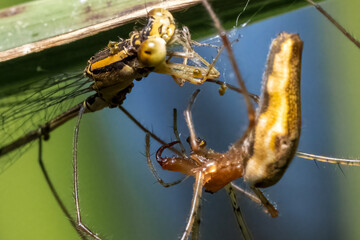 Good view of the fangs and long jaws of a Stretch Spider feeding on its prey, an orange bluet.