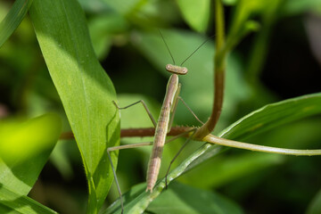 A Chinese Mantis nymph makes its way through the greenery.