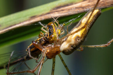 A Stretch Spider uses its long jaws and fangs to engulf its prey, an orange bluet.