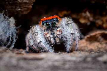 Closeup front view of a male Whitman's Jumping Spider.