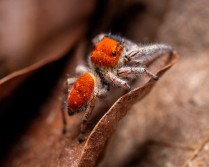 A male Whitman's Jumping Spider mimics a Velvet Ant to deter predators.