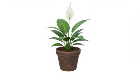 Obraz premium Peace lily plant in pot isolated on white background