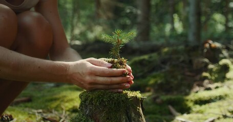 Woman in forest holding a tiny conifer tree seedling prepared for planting mossy ground - Powered by Adobe