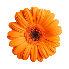 Radiant Bloom: A close-up studio shot showcases a vibrant orange gerbera daisy, its intricate petals unfurling to reveal a dark, textured center. A celebration of floral beauty and vivid hues.